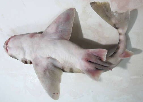 Image of bullhead sharks