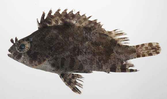 Image of false scorpionfishes