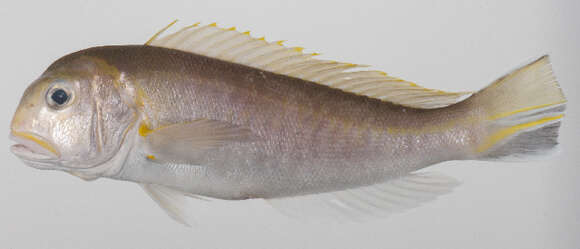 Image of Tilefish