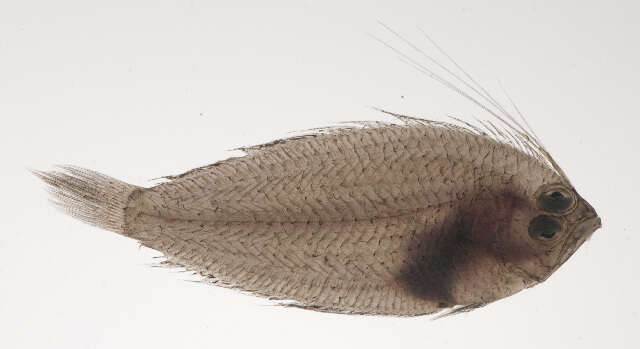 Image of lyre flatfishes