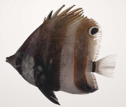 Image of Coralfish