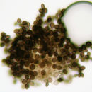 Image of Arthrinium phaeospermum (Corda) M. B. Ellis 1965