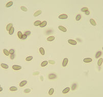 Image of <i>Microsphaeropsis hellebori</i> (Cooke & Massee) Aa 2002