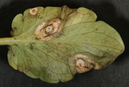 Image of Ramularia agrestis Sacc. 1882