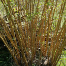 Image of Salix alba subsp. vitellina (L.) Schübl. & Martens
