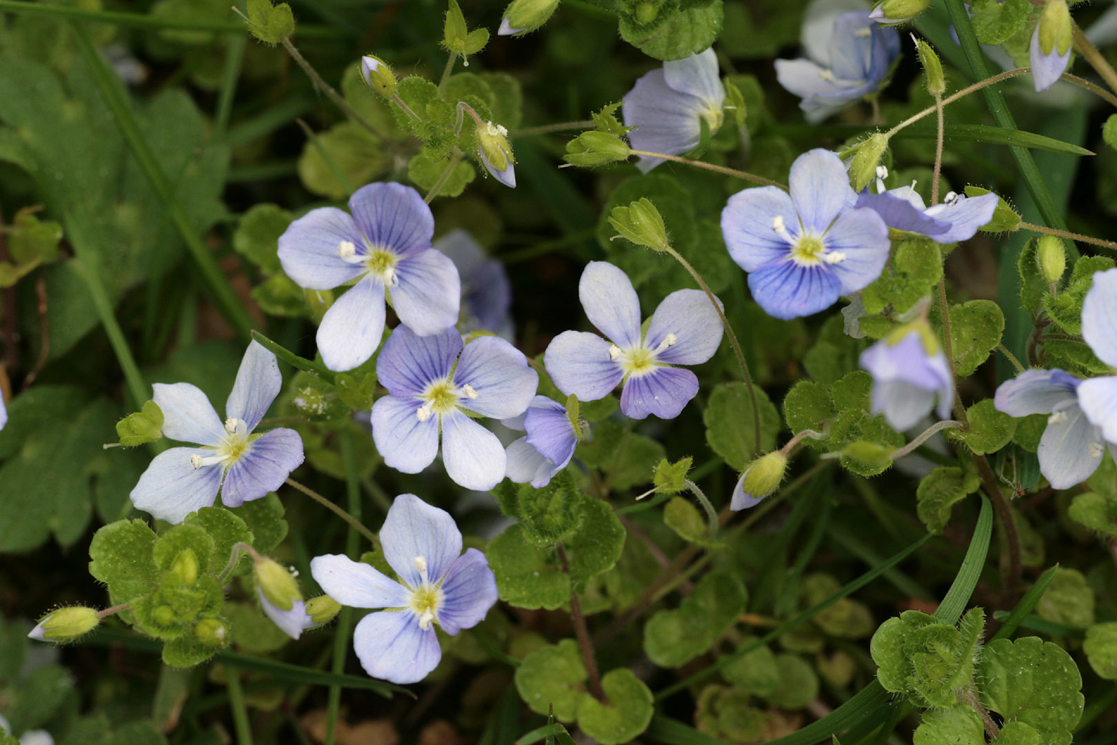 Veronica filiformis (rights holder: )