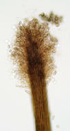 Image of <i>Cephalotrichum purpureofuscum</i> (S. Hughes) S. Hughes 1958