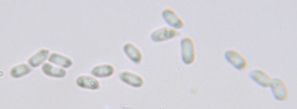 Image of <i>Scopuloides rimosa</i> (Cooke) Jülich 1982