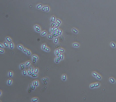 Image of <i>Scopuloides rimosa</i> (Cooke) Jülich 1982