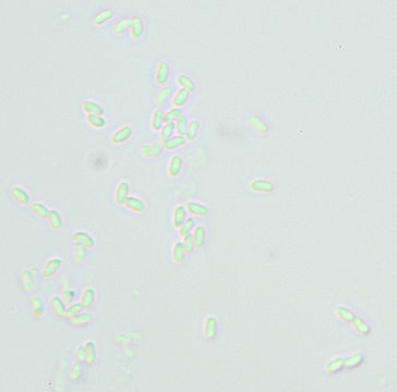Image of <i>Scopuloides rimosa</i> (Cooke) Jülich 1982