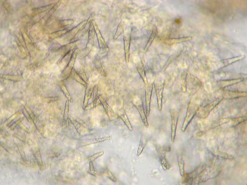 Image of <i>Scopuloides rimosa</i> (Cooke) Jülich 1982