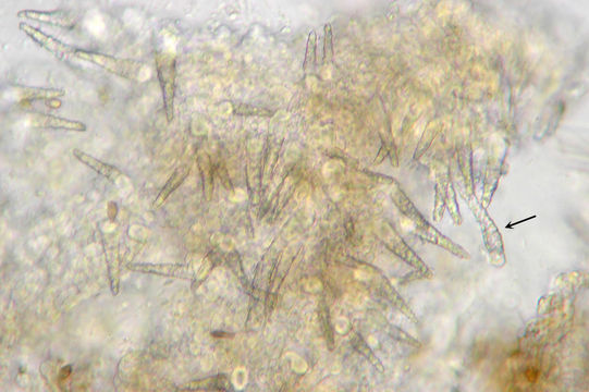 Image of <i>Scopuloides rimosa</i> (Cooke) Jülich 1982