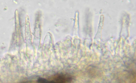 Image of <i>Scopuloides rimosa</i> (Cooke) Jülich 1982