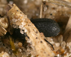 Image of <i>Melanimon tibialis</i>