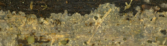Image of <i>Scopuloides rimosa</i> (Cooke) Jülich 1982