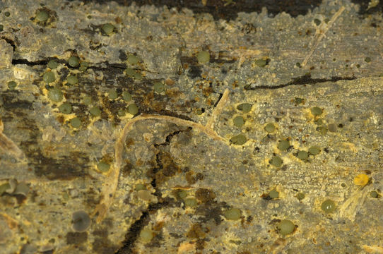Image of <i>Scopuloides rimosa</i> (Cooke) Jülich 1982