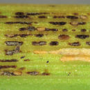 Image of Crown rust of oats