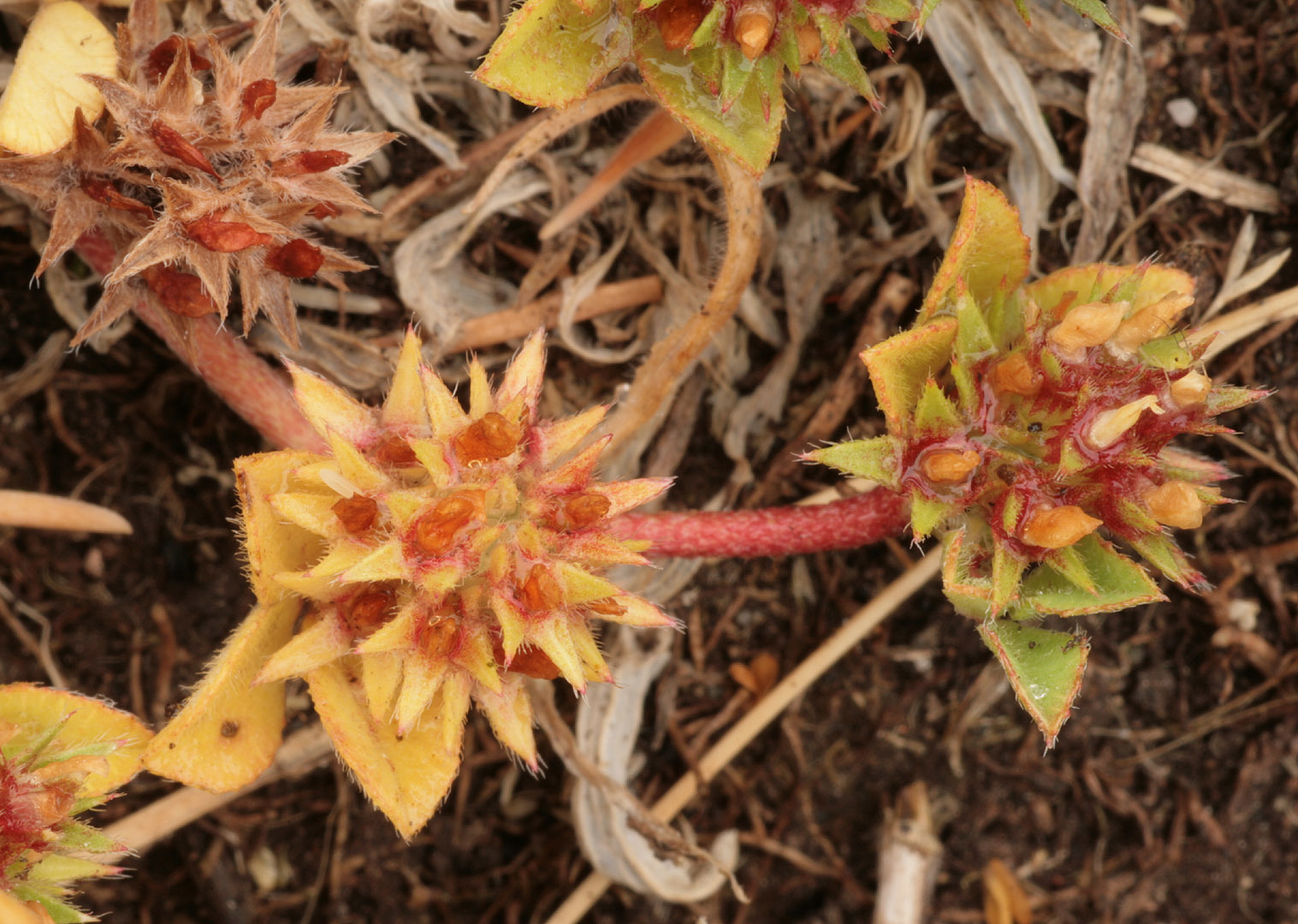 Trifolium scabrum (rights holder: )