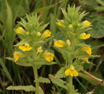 Image of yellow glandweed