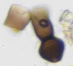 Image of Deightoniella arundinacea (Corda) S. Hughes 1952