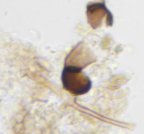 Image of Deightoniella arundinacea (Corda) S. Hughes 1952