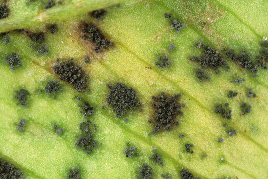 Image of <i>Cymadothea trifolii</i>