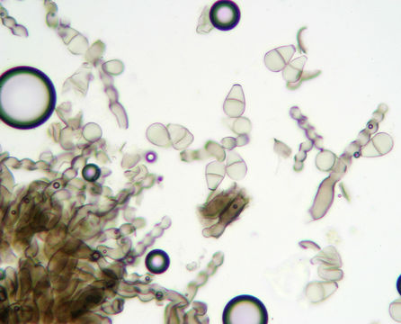 Image of <i>Cymadothea trifolii</i>