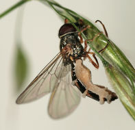 Image of <i>Entomophthora muscae</i> (Cohn) Fresen. 1856