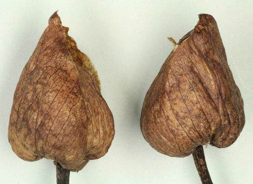 Image of Large Bindweed