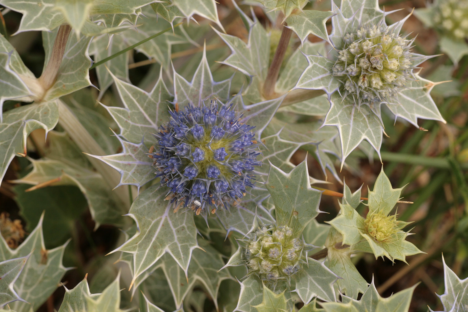 Eryngium maritimum (rights holder: )