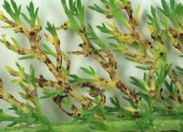 Image of Puccinia cnici-oleracei Pers. 1823