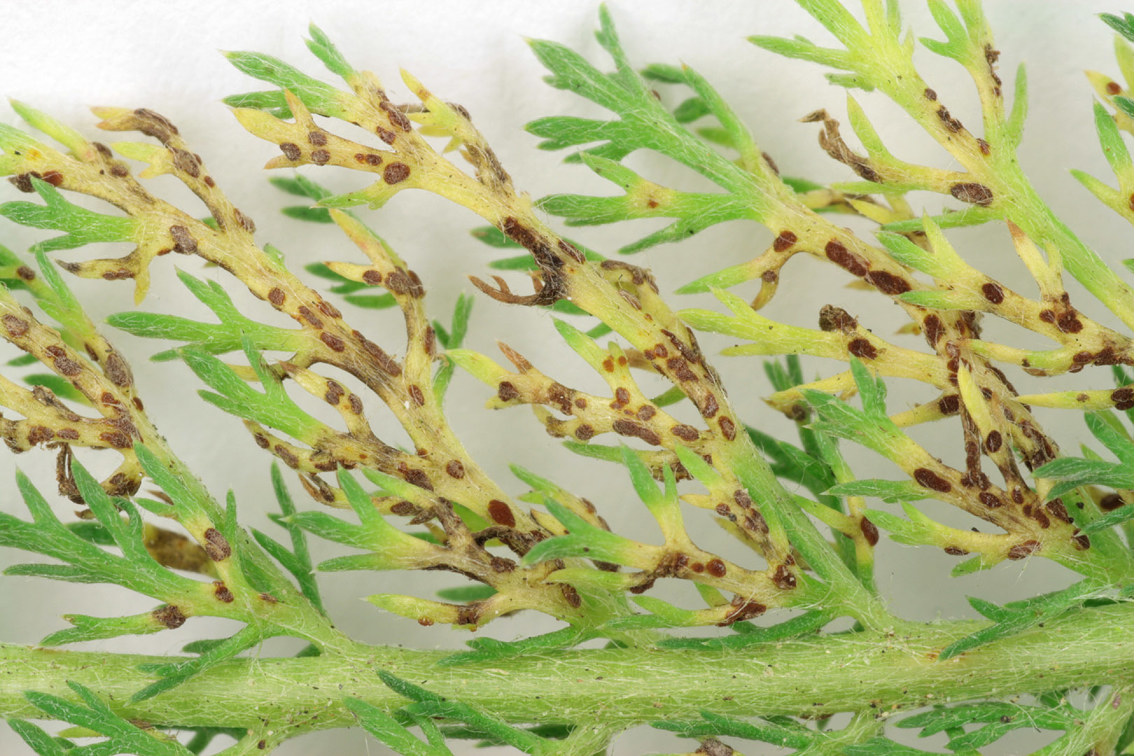 Image of Puccinia cnici-oleracei Pers. 1823