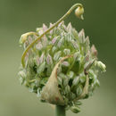 Image of <i>Allium ampeloprasum</i> var. <i>babingtonii</i>