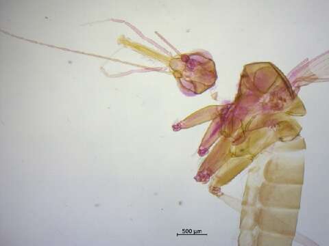 Image of Pintomyia