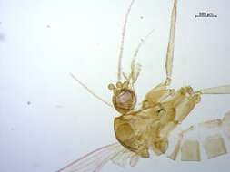 Image of Brumptomyia