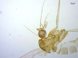 Image of Brumptomyia