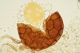 Image of Podosphaera fusca (Fr.) U. Braun & Shishkoff 2000