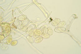 Image of Podosphaera fusca (Fr.) U. Braun & Shishkoff 2000