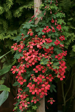Image of Chilean Flame Creeper