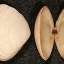 Image of Surf clam
