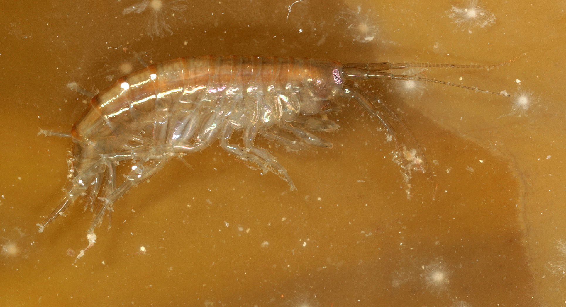 Image of <i>Echinogammarus obtusatus</i>