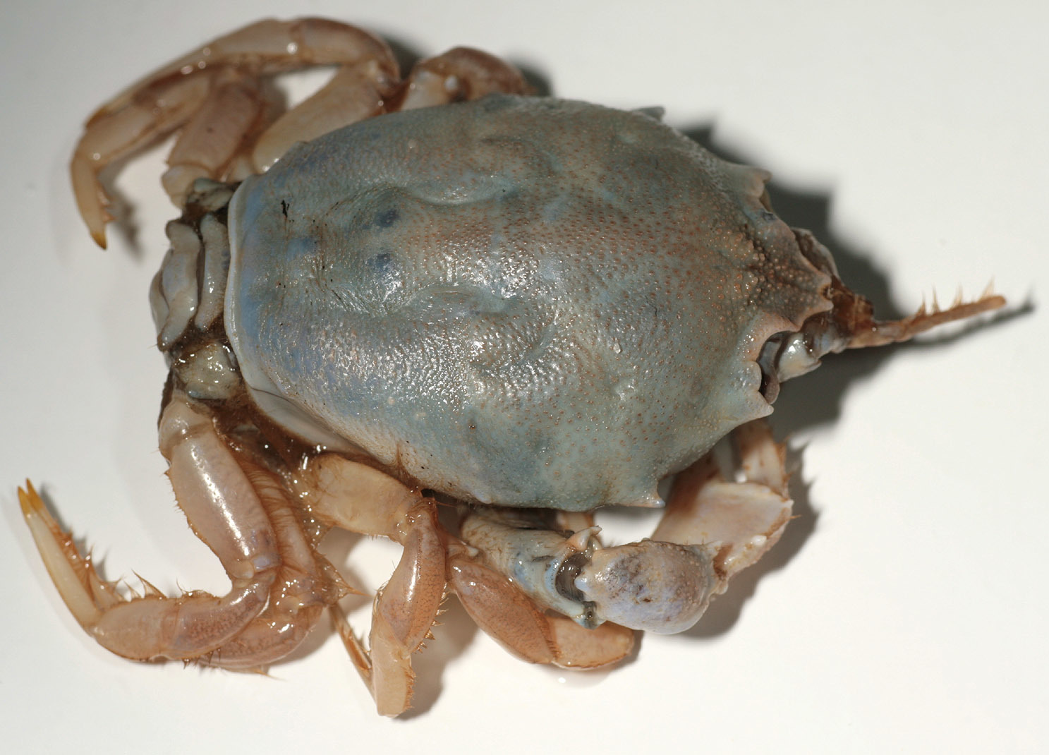 Image of Masked crab