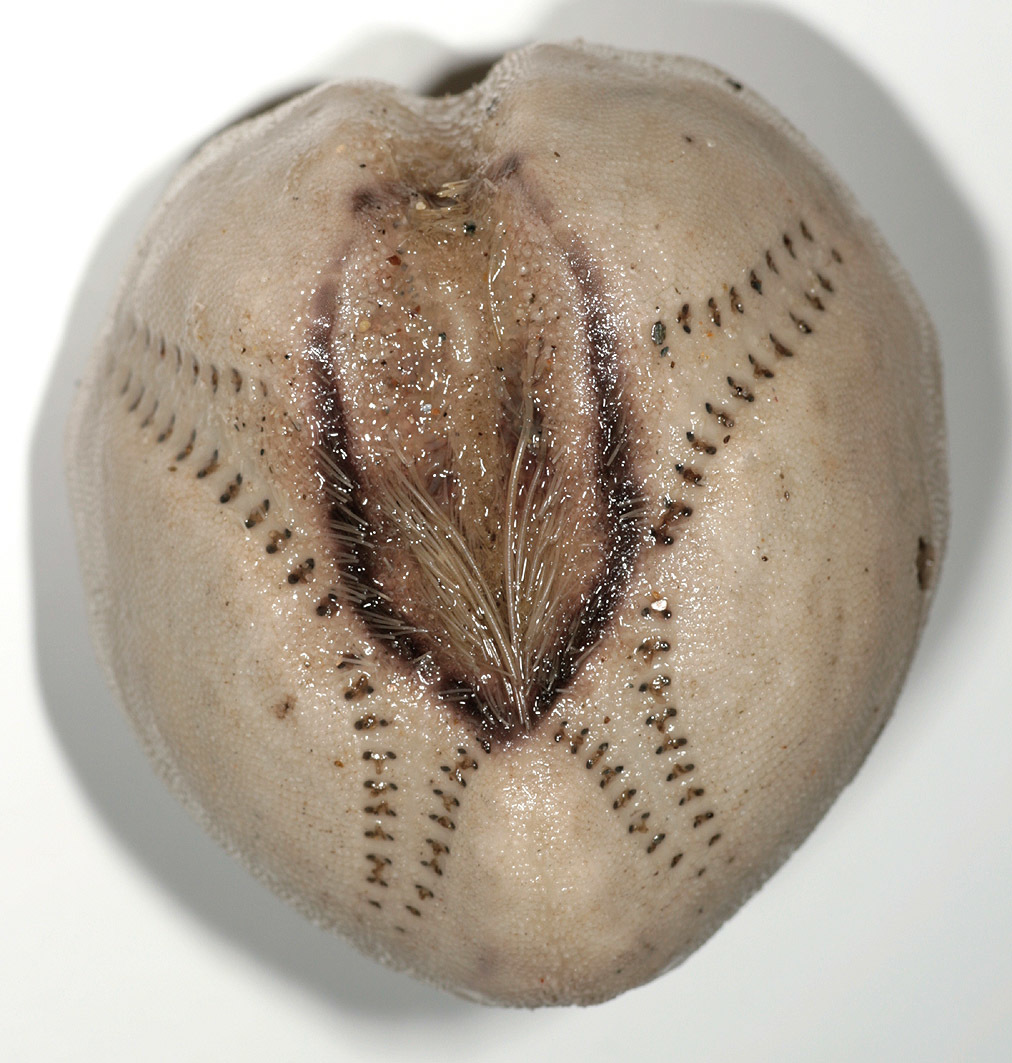 Image of Echinocardium cordatum (Pennant 1777)