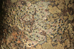 Image of <i>Pyrenula macrospora</i> (Degel.) Coppins & P. James
