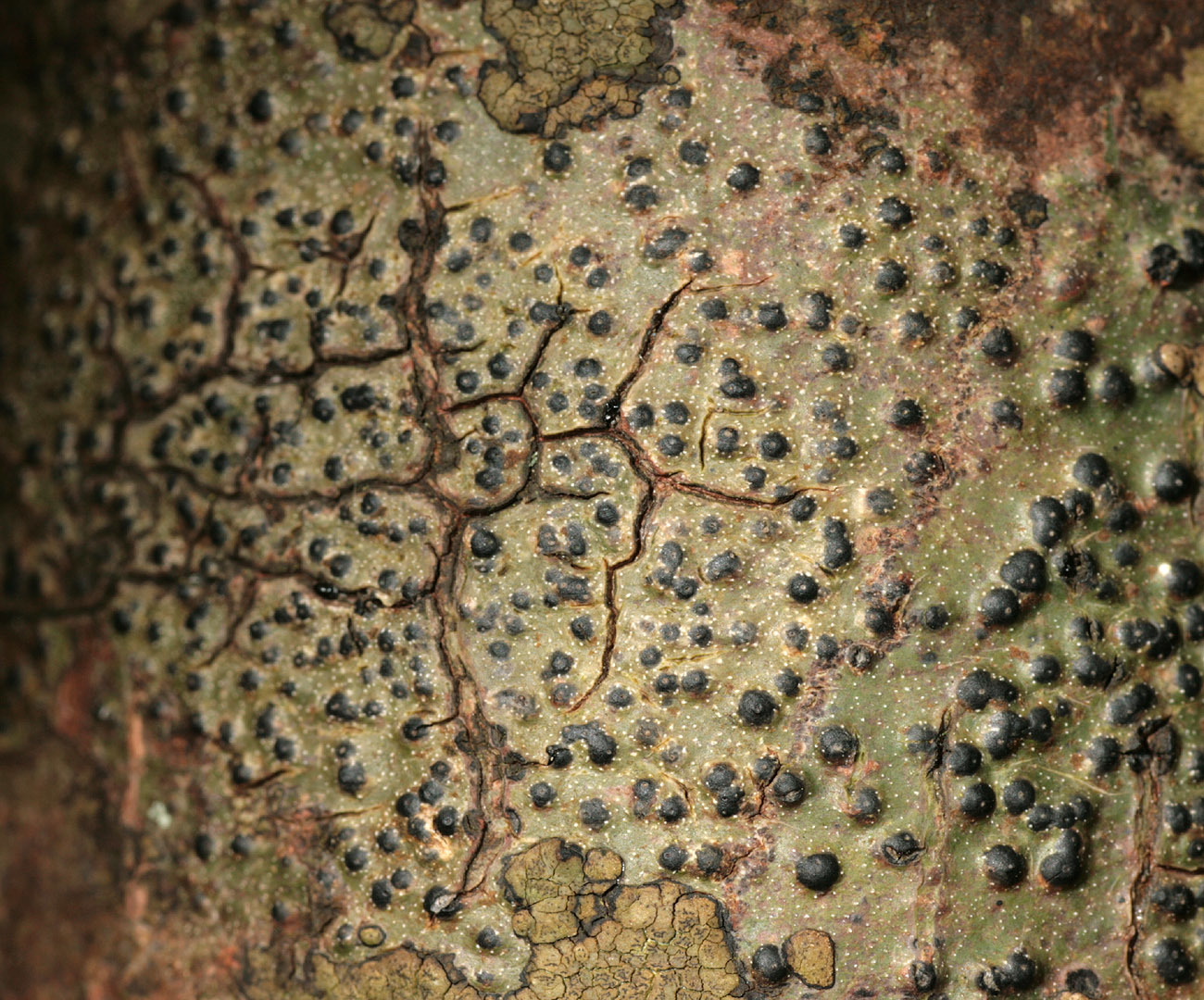 Image of <i>Pyrenula macrospora</i> (Degel.) Coppins & P. James