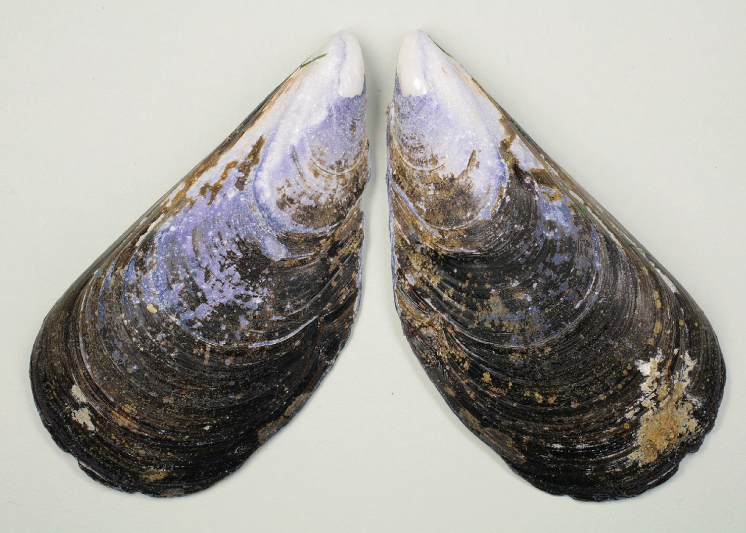 Image of Mediterranean mussel