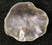 Image of European jingle shell