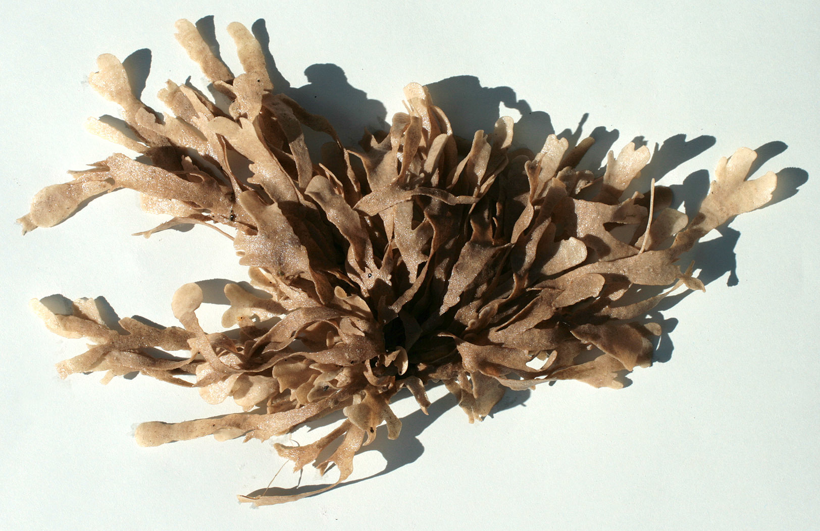 Image of leafy bryozoan
