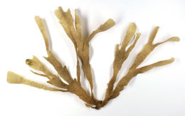 Image of leafy bryozoan