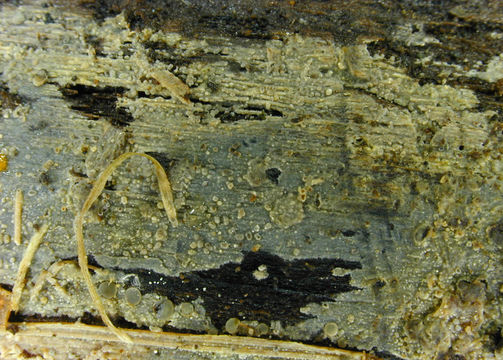 Image of <i>Scopuloides rimosa</i> (Cooke) Jülich 1982